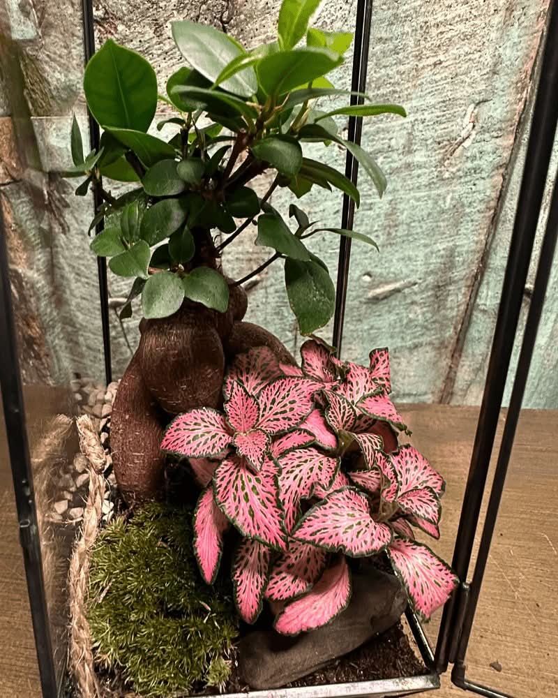 Terrarium Diamante 068V