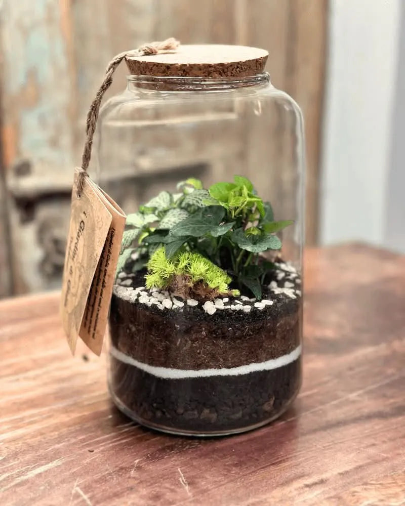 Kit Terrarium Piccolo 23×12Ø cm – Senza Piante | Made in Italy