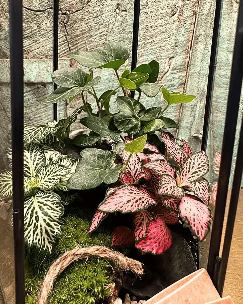 Terrarium Florine 067V