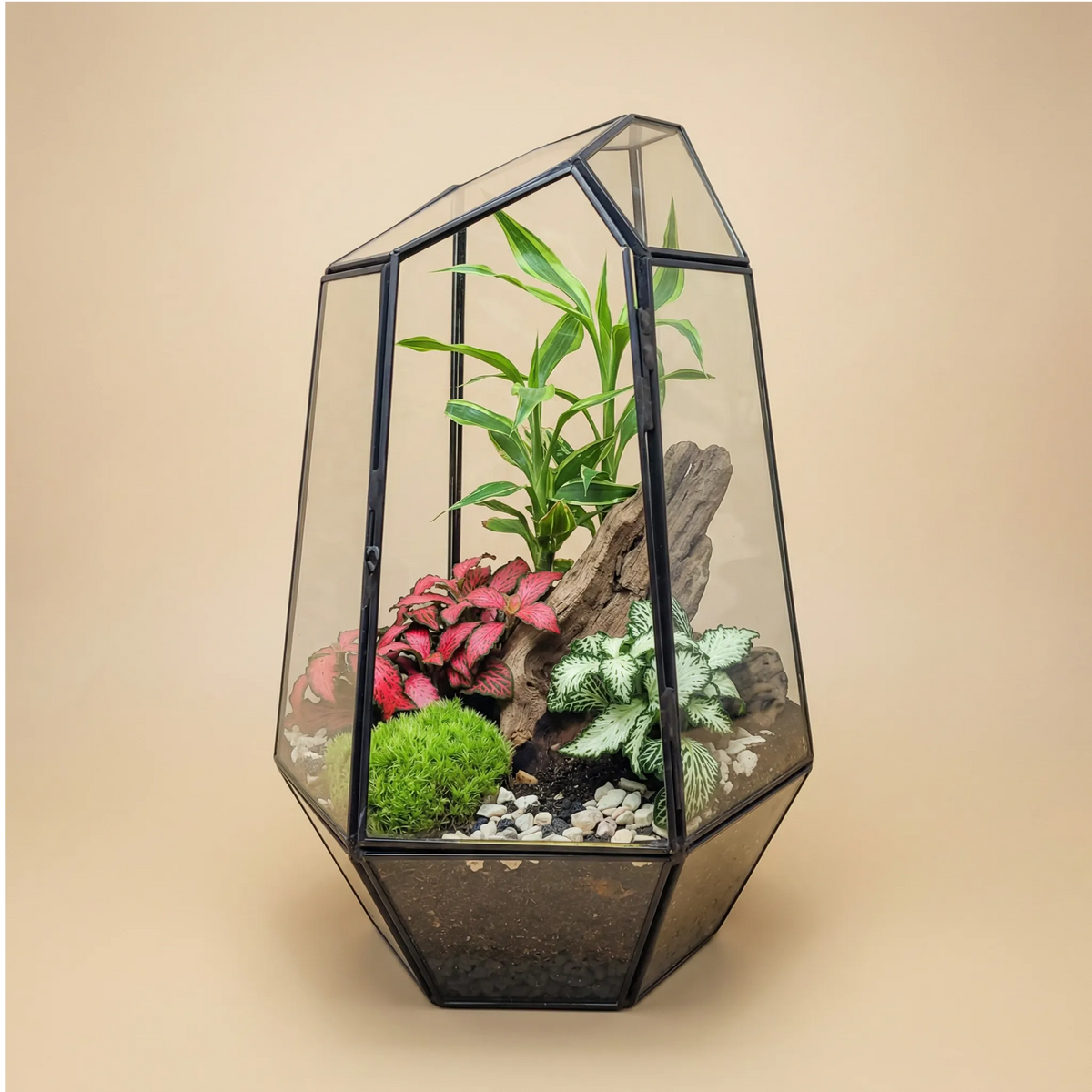 Terrarium Florine 067V