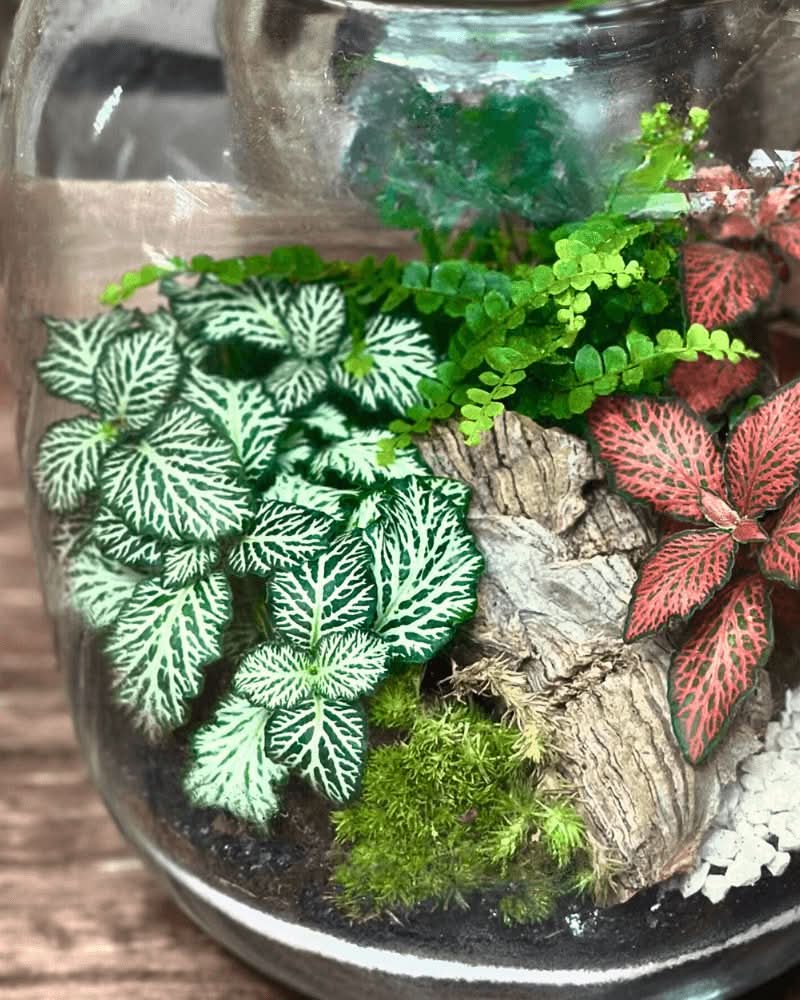 Terrarium Giardino Segreto 049