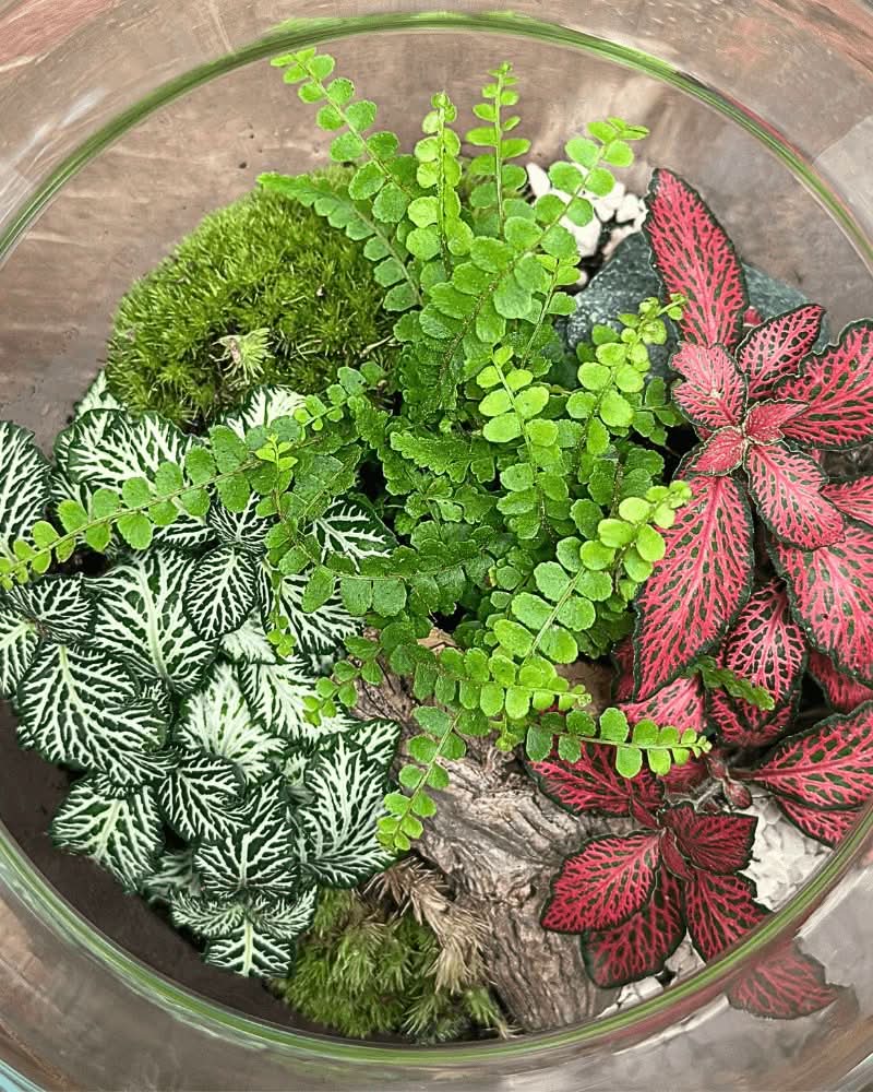 Terrarium Giardino Segreto 049
