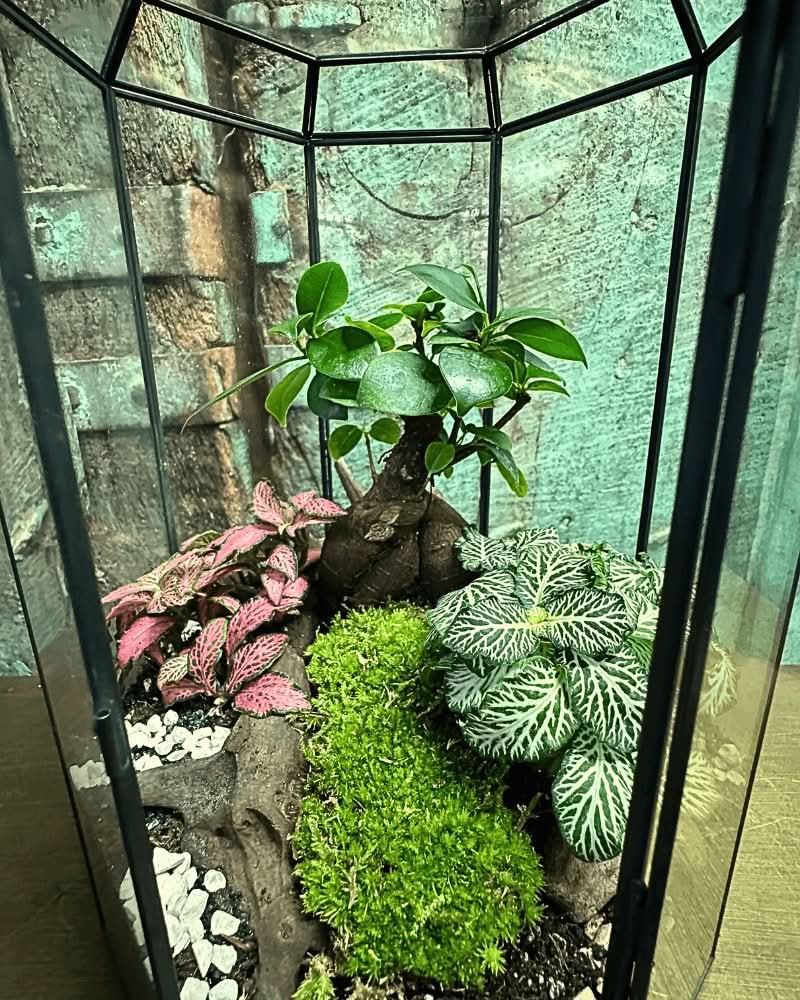 Terrarium Infinito 069V