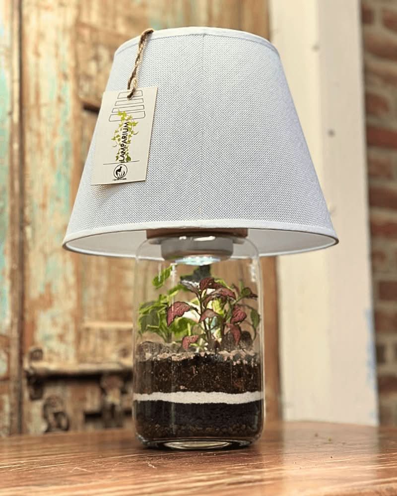 Terrarium Lamparium Aurora