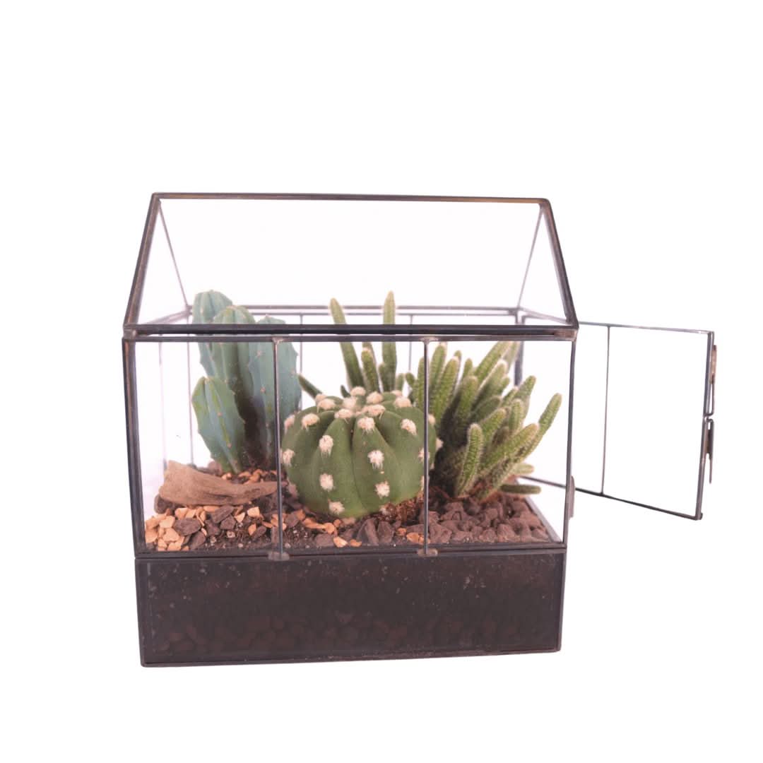 Terrarium Mini Serra con Piante Grasse 062G