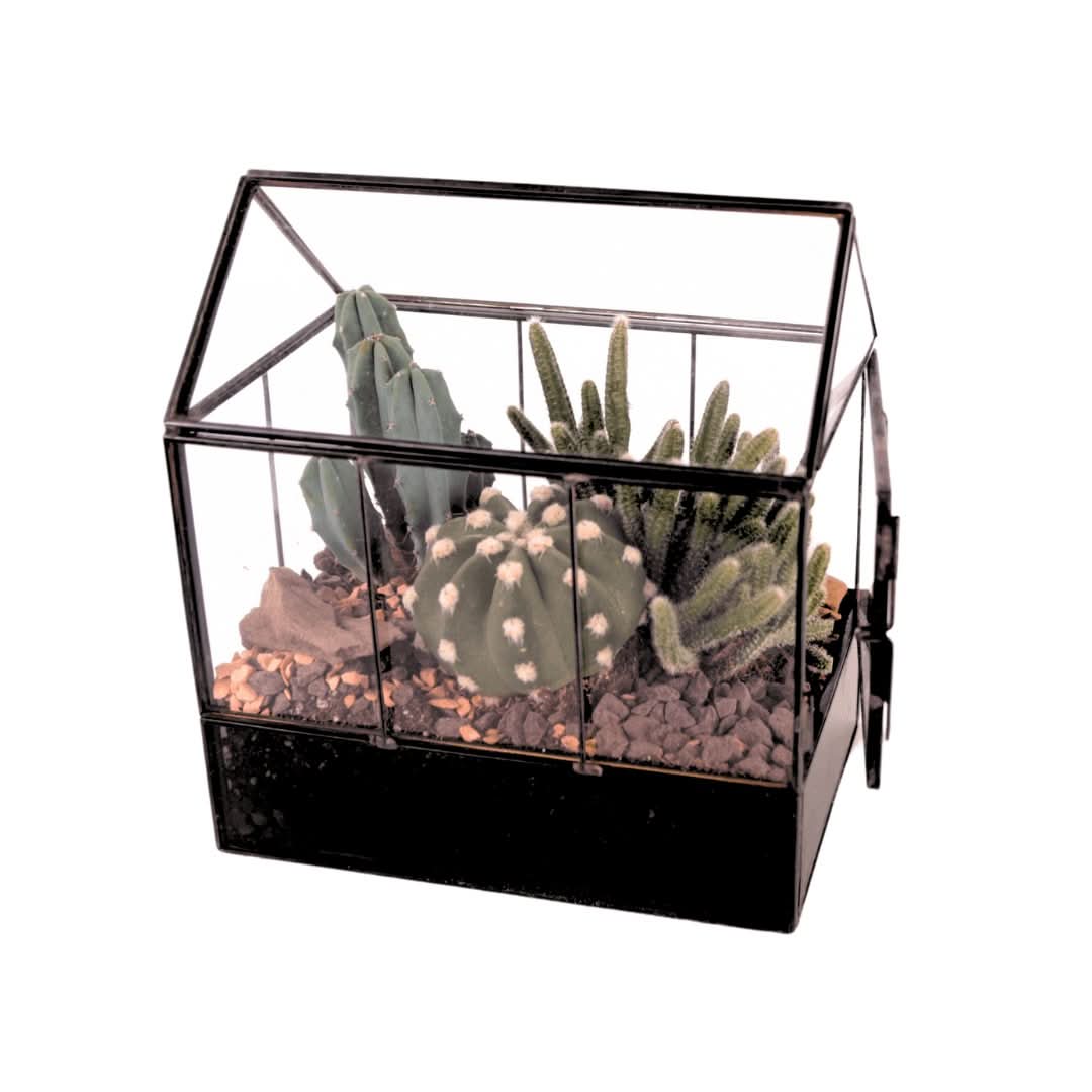 Terrarium Mini Serra con Piante Grasse 062G