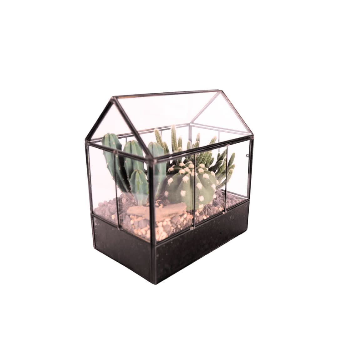 Terrarium Mini Serra con Piante Grasse 062G