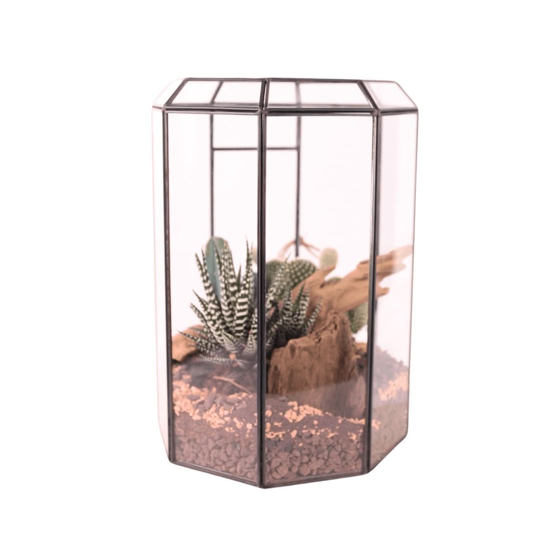 Terrarium Piante Grasse Serra Ottagonale Romantica 069G