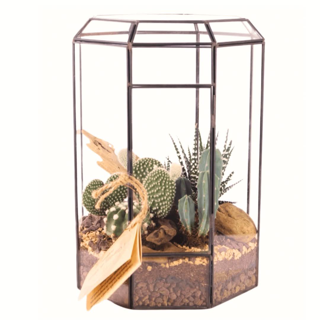 Terrarium Piante Grasse Serra Ottagonale Romantica 069G