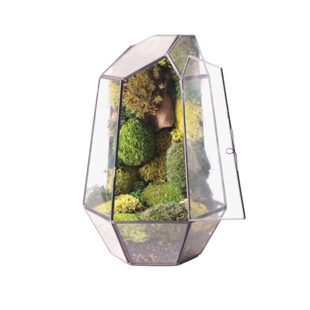 Terrarium Prisma green Stabilizzato