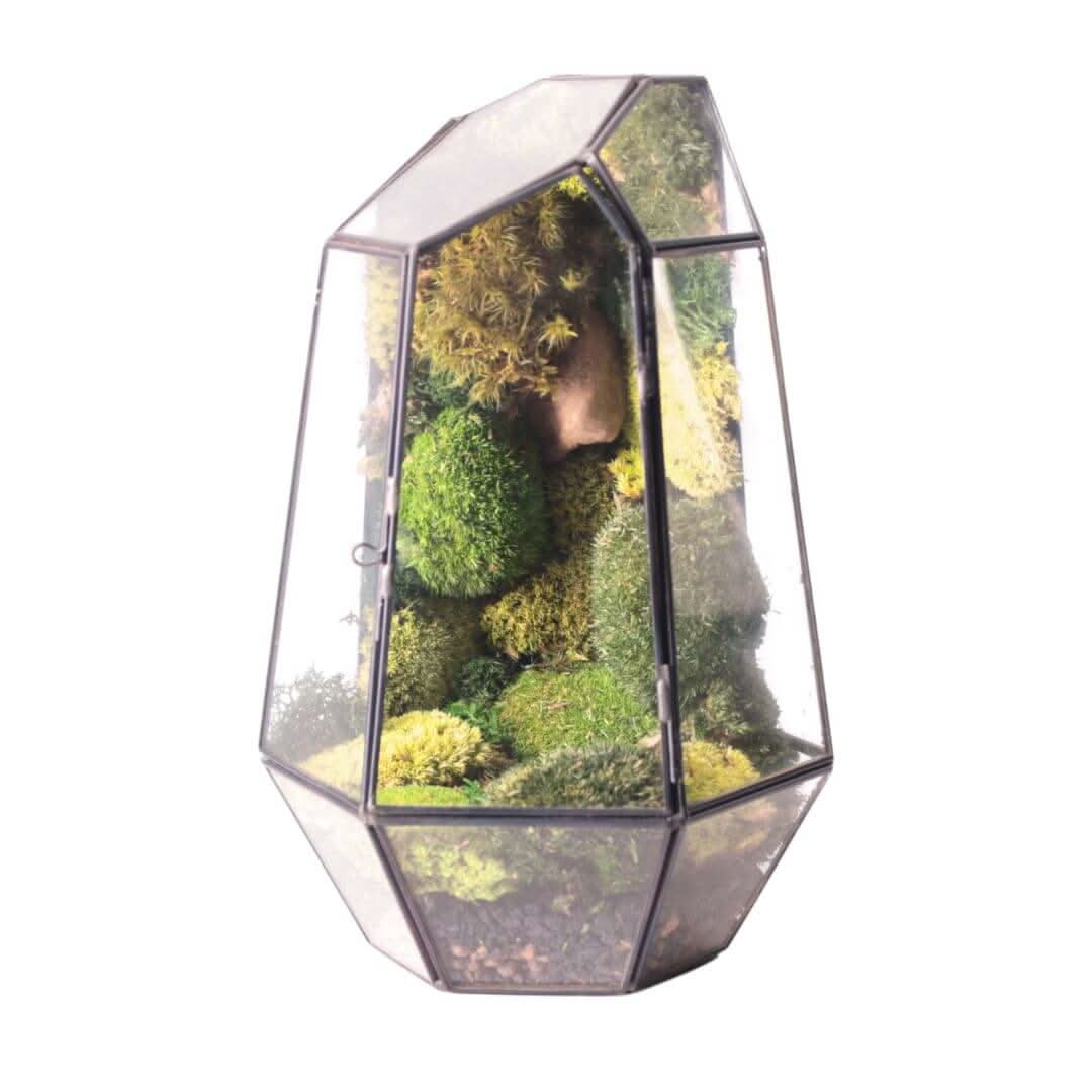 Terrarium Prisma green Stabilizzato