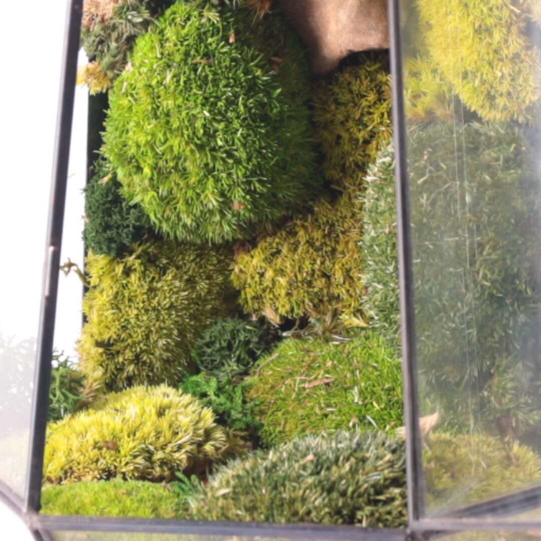Terrarium Prisma green Stabilizzato