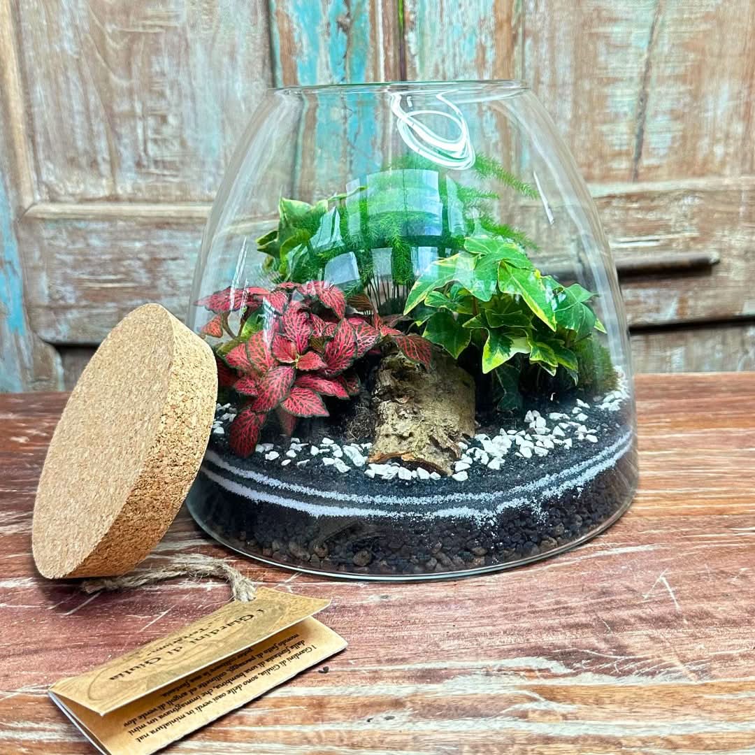 Terrarium "Tropical Haven"