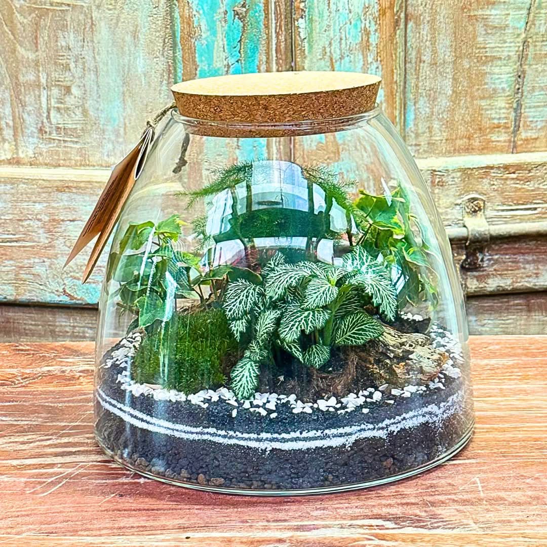 Terrarium "Tropical Haven"