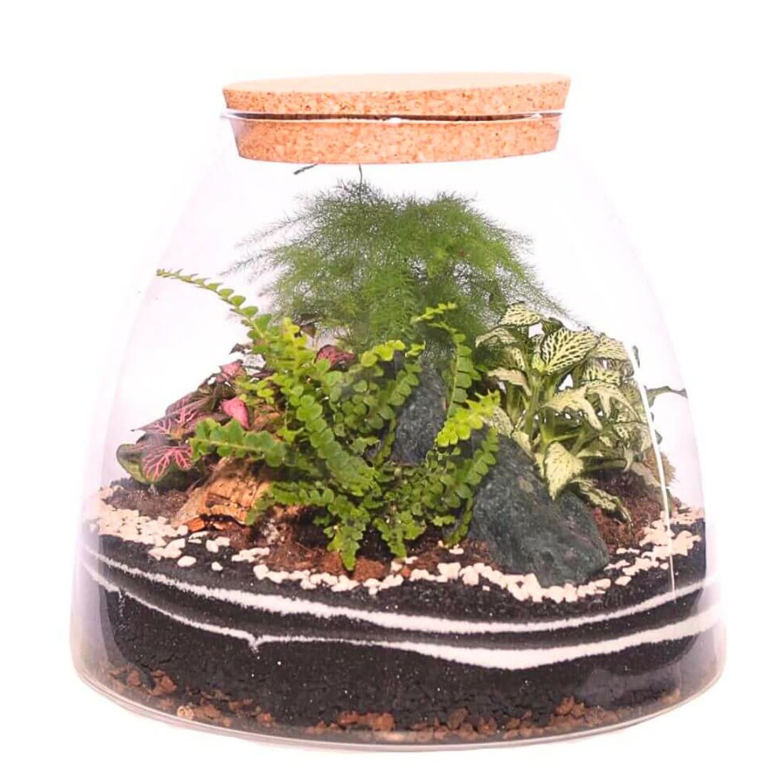 Terrarium "Tropical Haven"