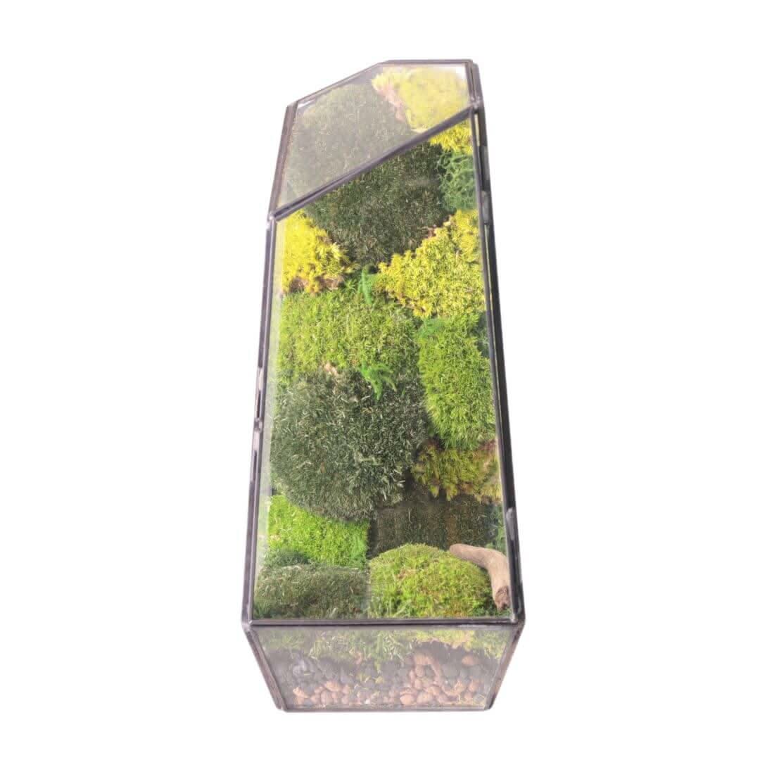 Terrarium Diamante con Muschio Stabilizzato