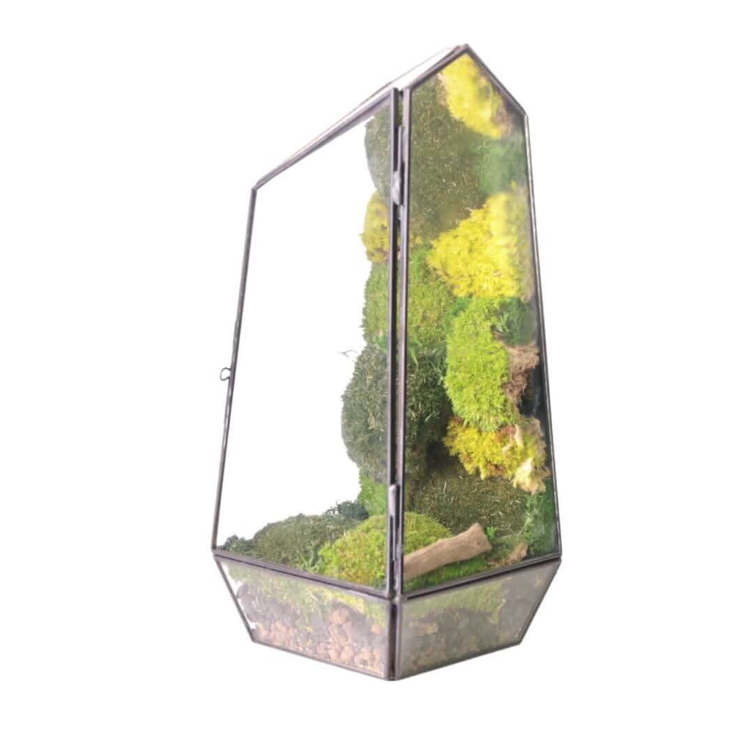 Terrarium Diamante con Muschio Stabilizzato
