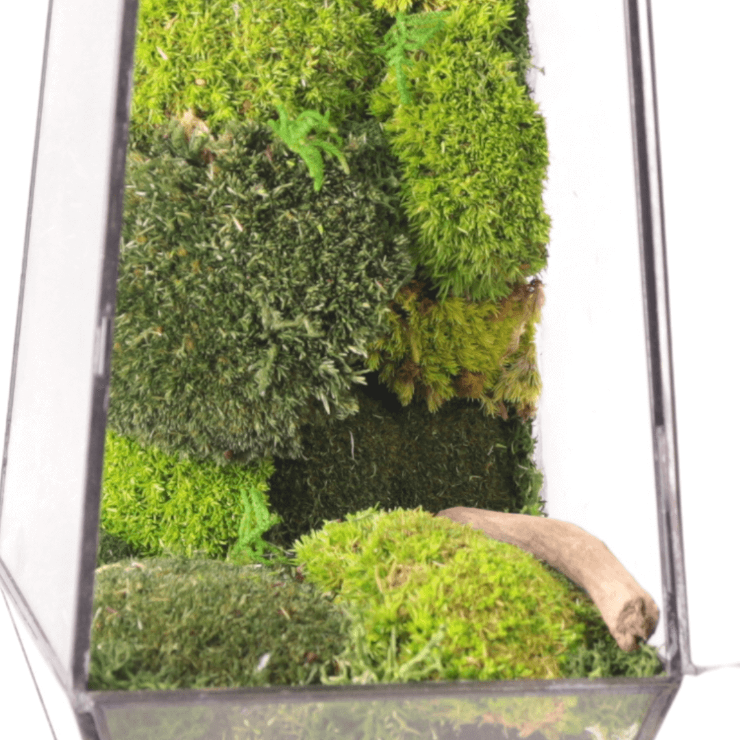 Terrarium Diamante con Muschio Stabilizzato