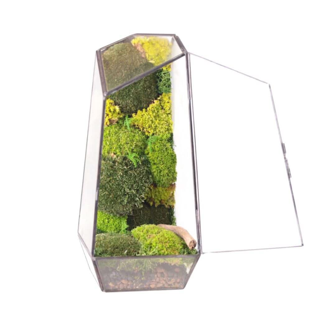 Terrarium Diamante con Muschio Stabilizzato