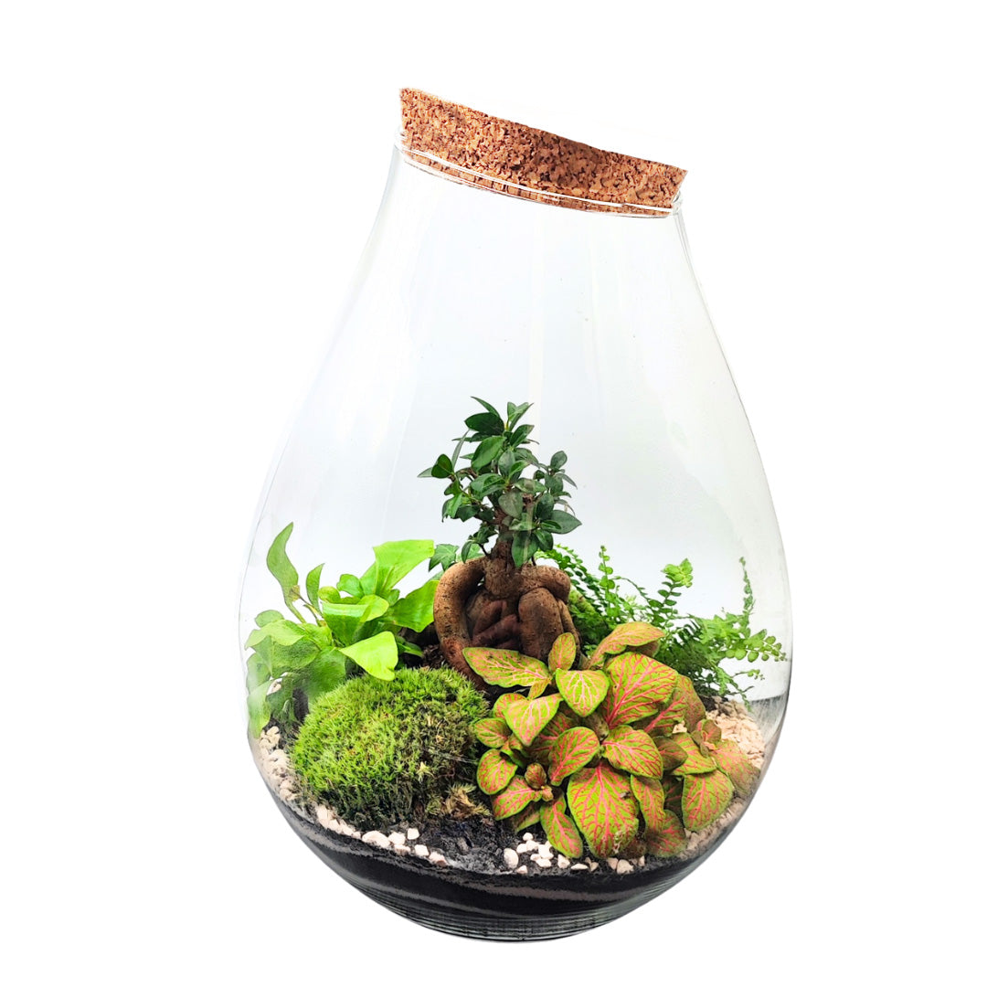 Terrarium Coraline 002
