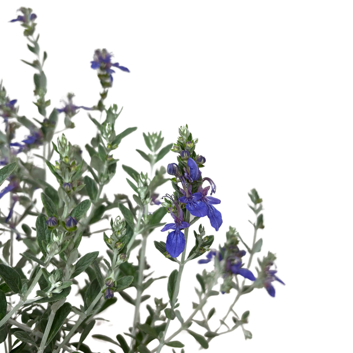 Teucrium Azureum D. 18 H. 40 CM