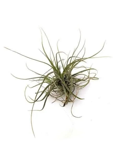 Tillandsia Schiedeana Gruppo