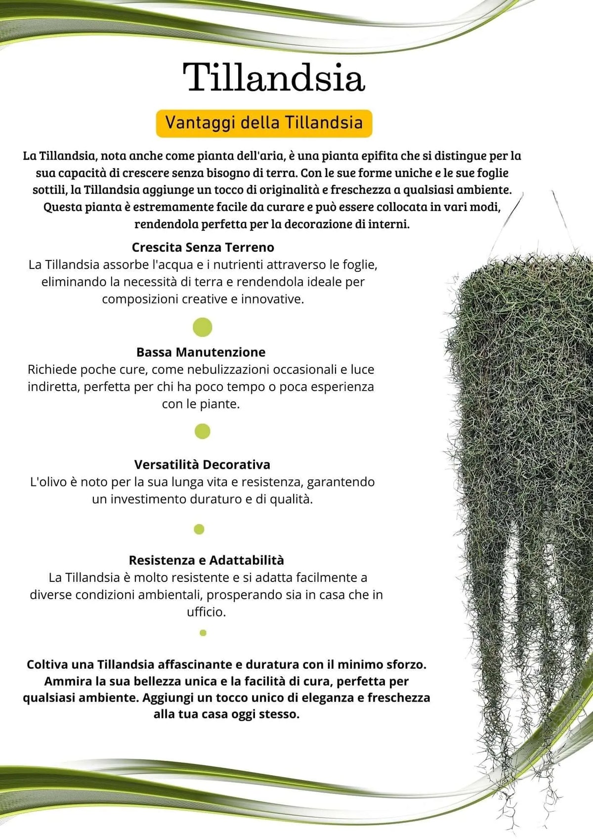 Tillandsia Usneoides  extra  90/100 cm.
