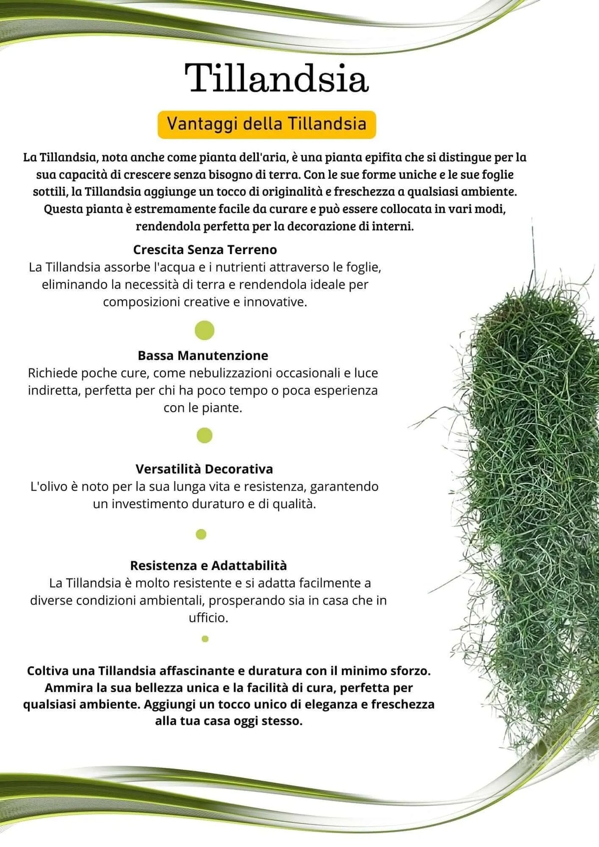 Tillandsia Usneoides L.60 cm.