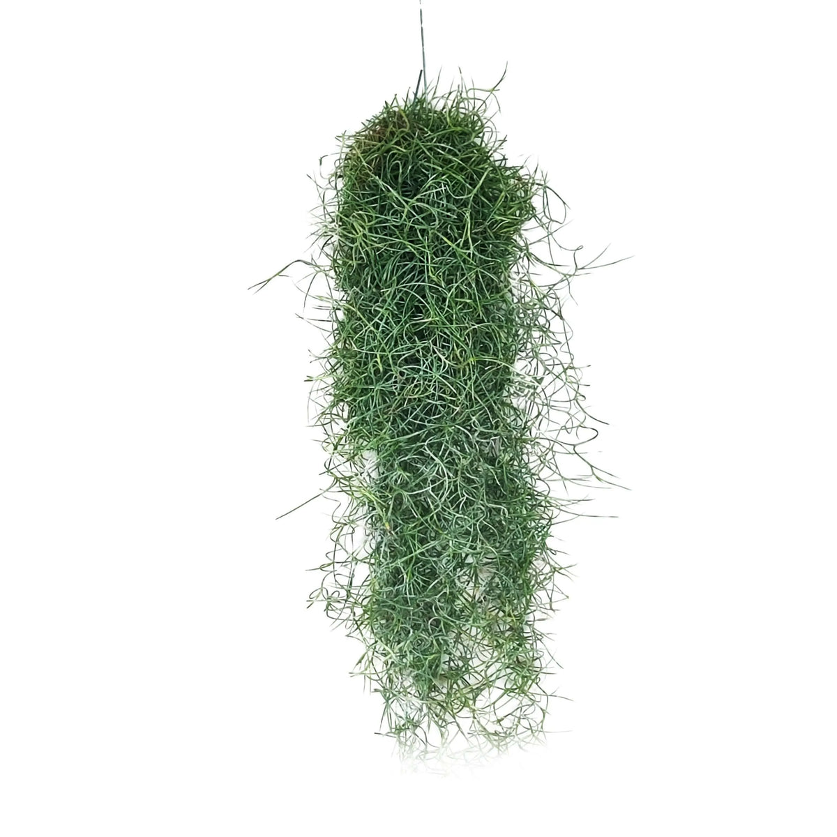 Tillandsia Usneoides L.60 cm.