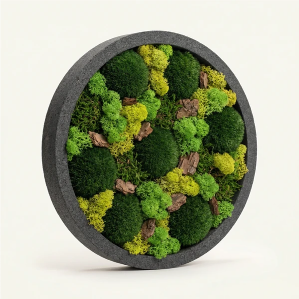 Quadro Tondo di verde stabilizzato di muschi e licheni 30 cm.