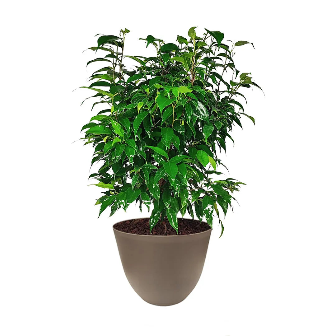 Ficus Benjamin D.19