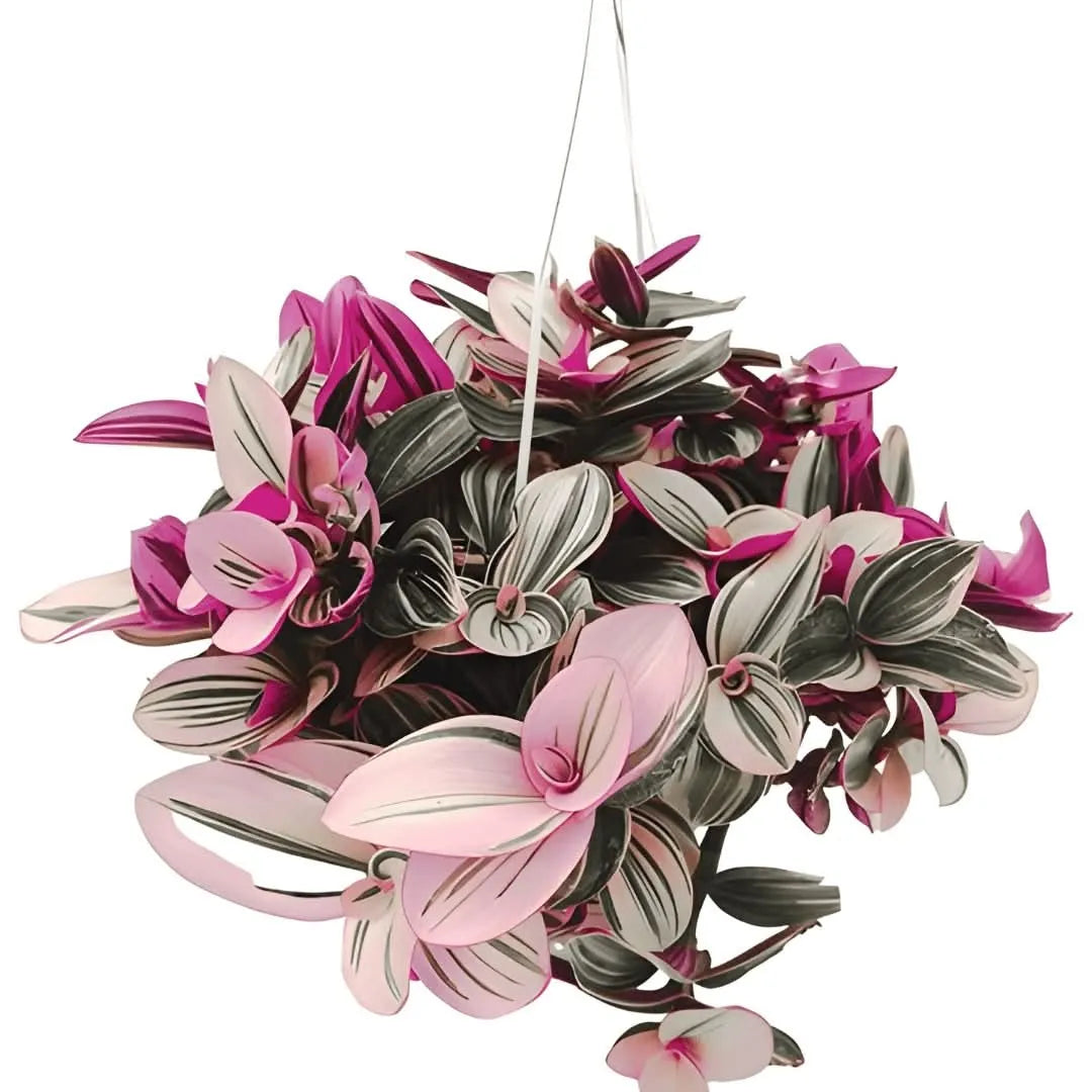 Tradescantia Nanouk in Basket 19 cm