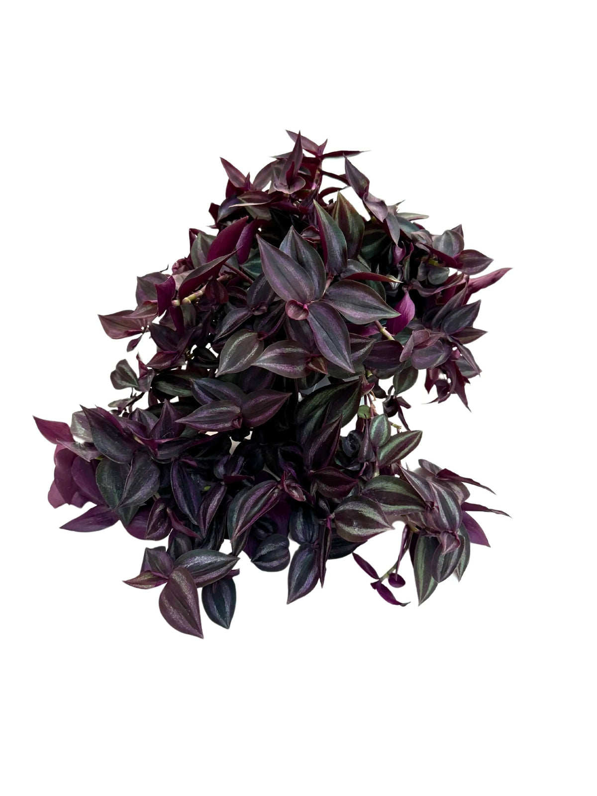 Tradescantia Zebra in basket
