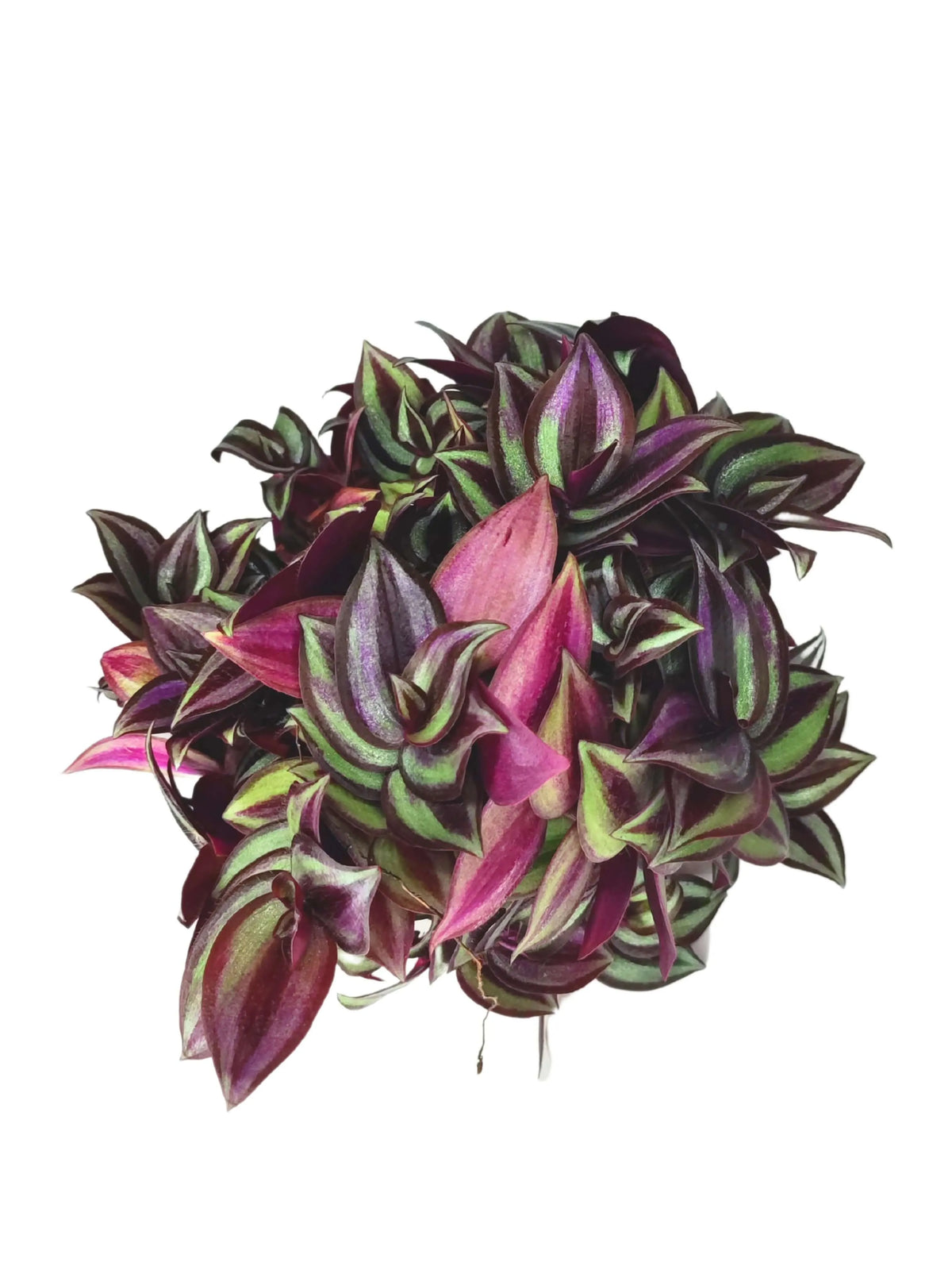 Tradescantia Zebrina