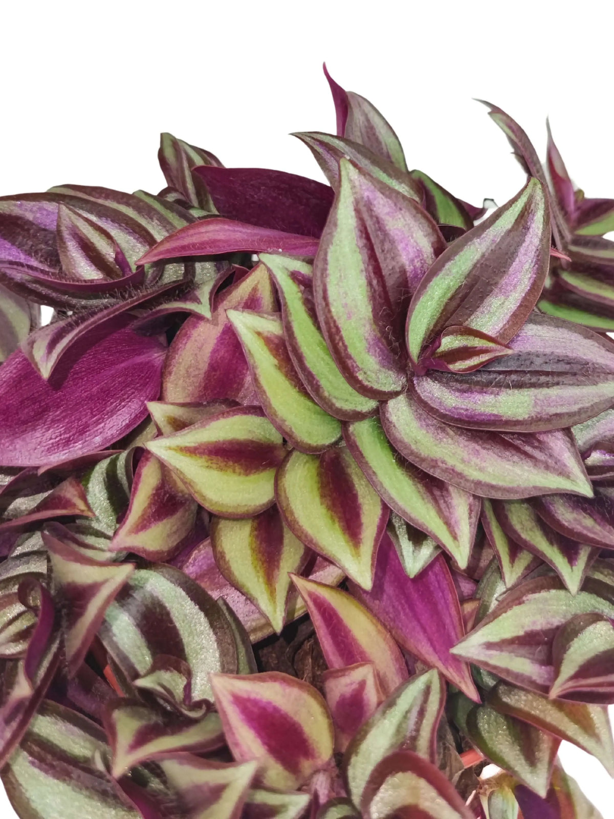 Tradescantia Zebrina