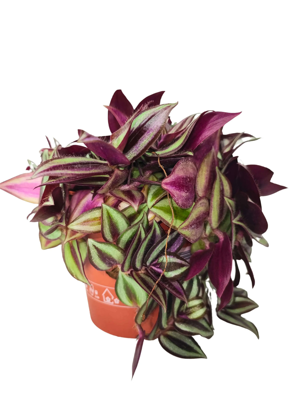 Tradescantia Zebrina