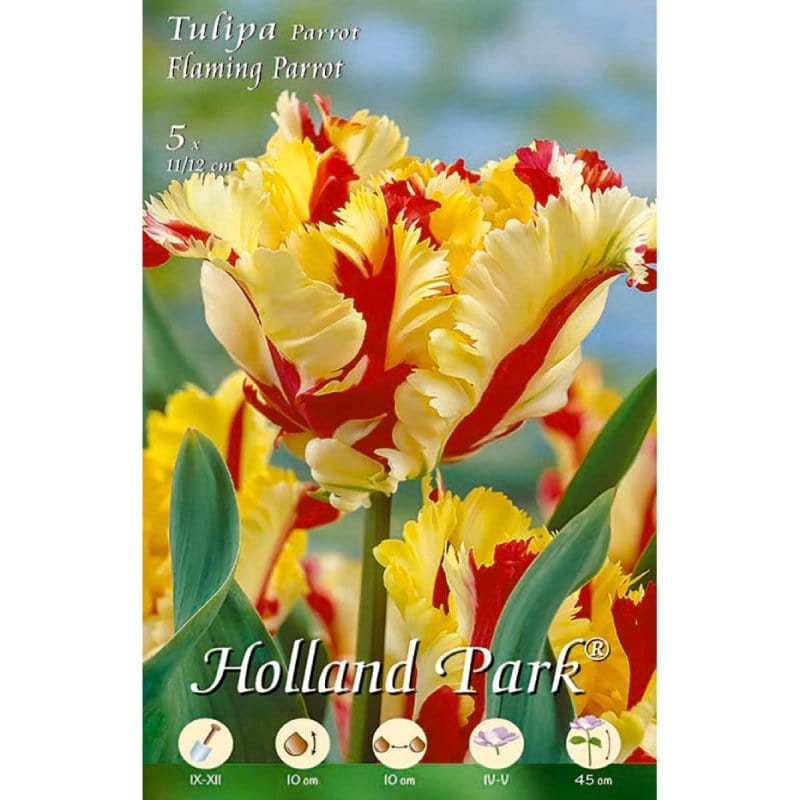 Tulipani Falming Parrot - giallo-rosso - 10 bulbi