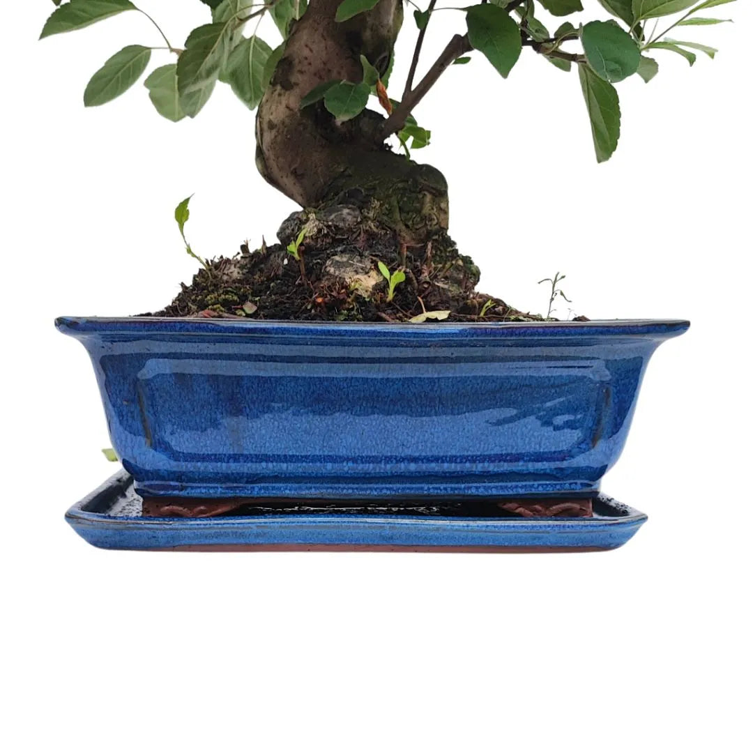 Bonsai Melo Pzerwiam 21 Anni - Collezione Premium