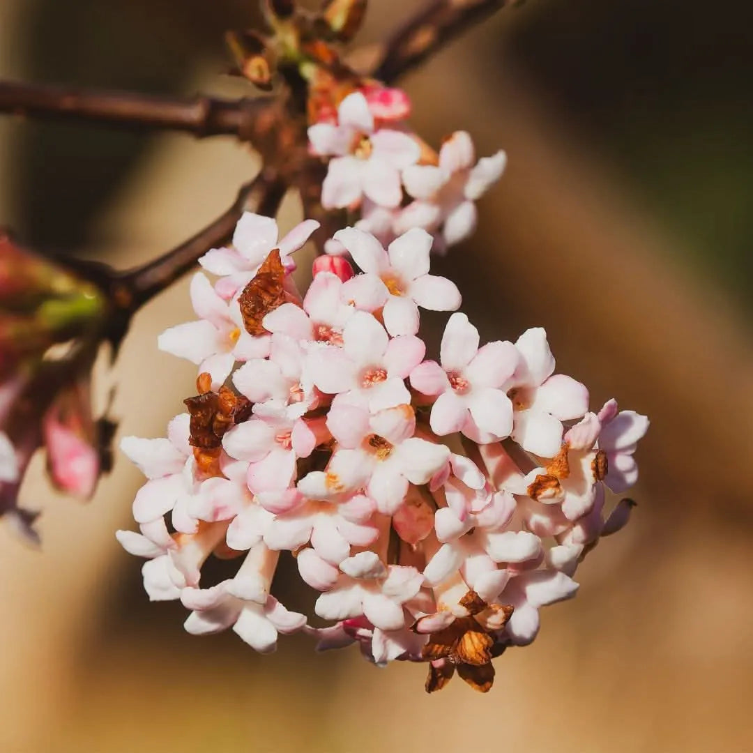 Viburnum Fragans