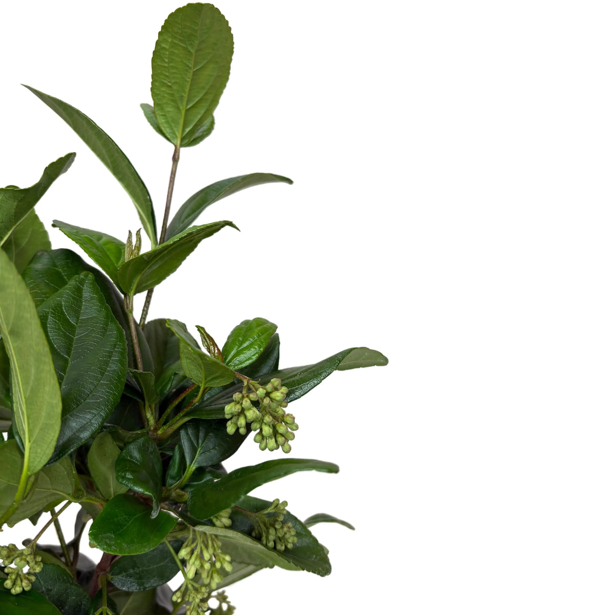 Viburnum Fragans