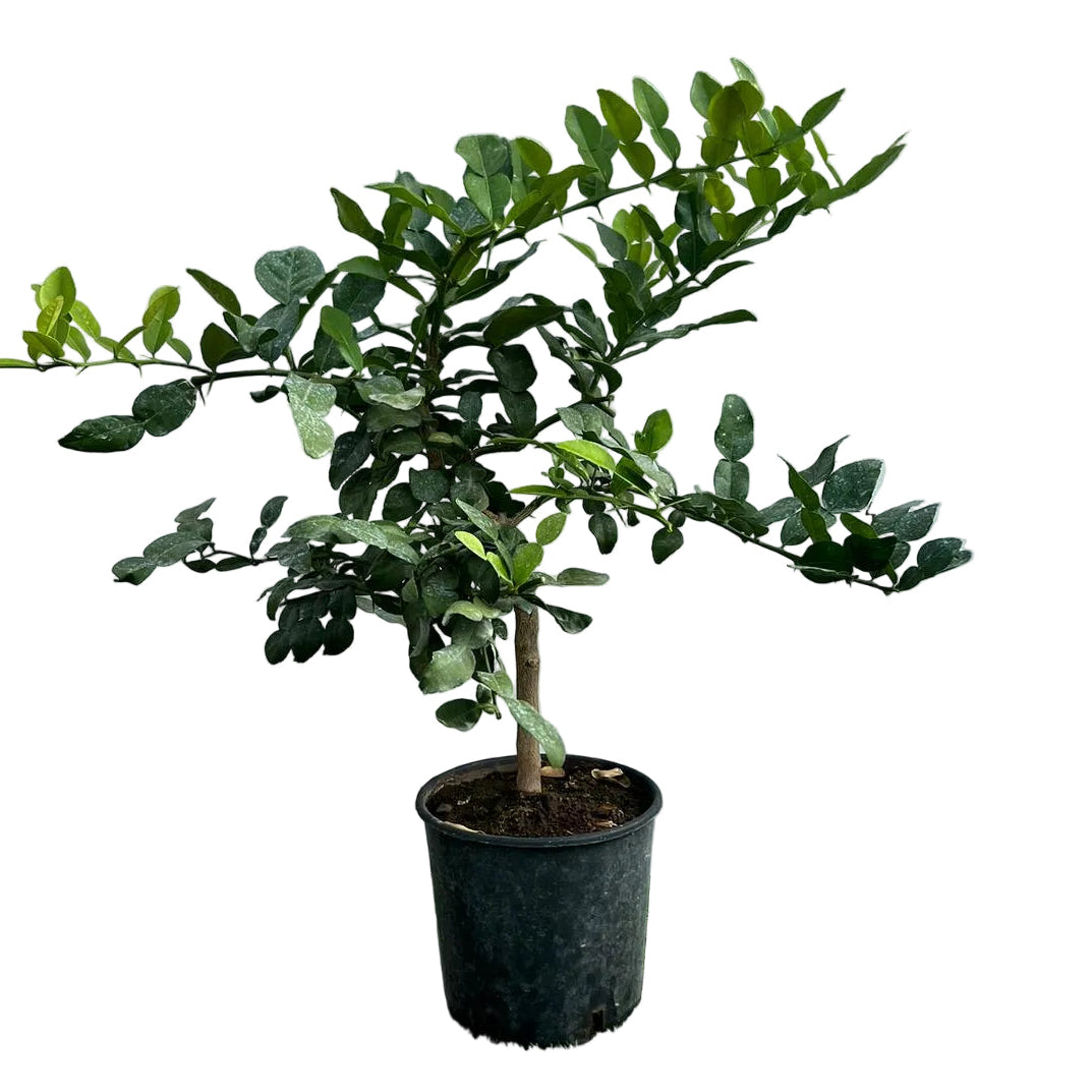 Citrus Ystryx Alberello in Vaso Ø20cm H70cm – Agrume Made in Sicily