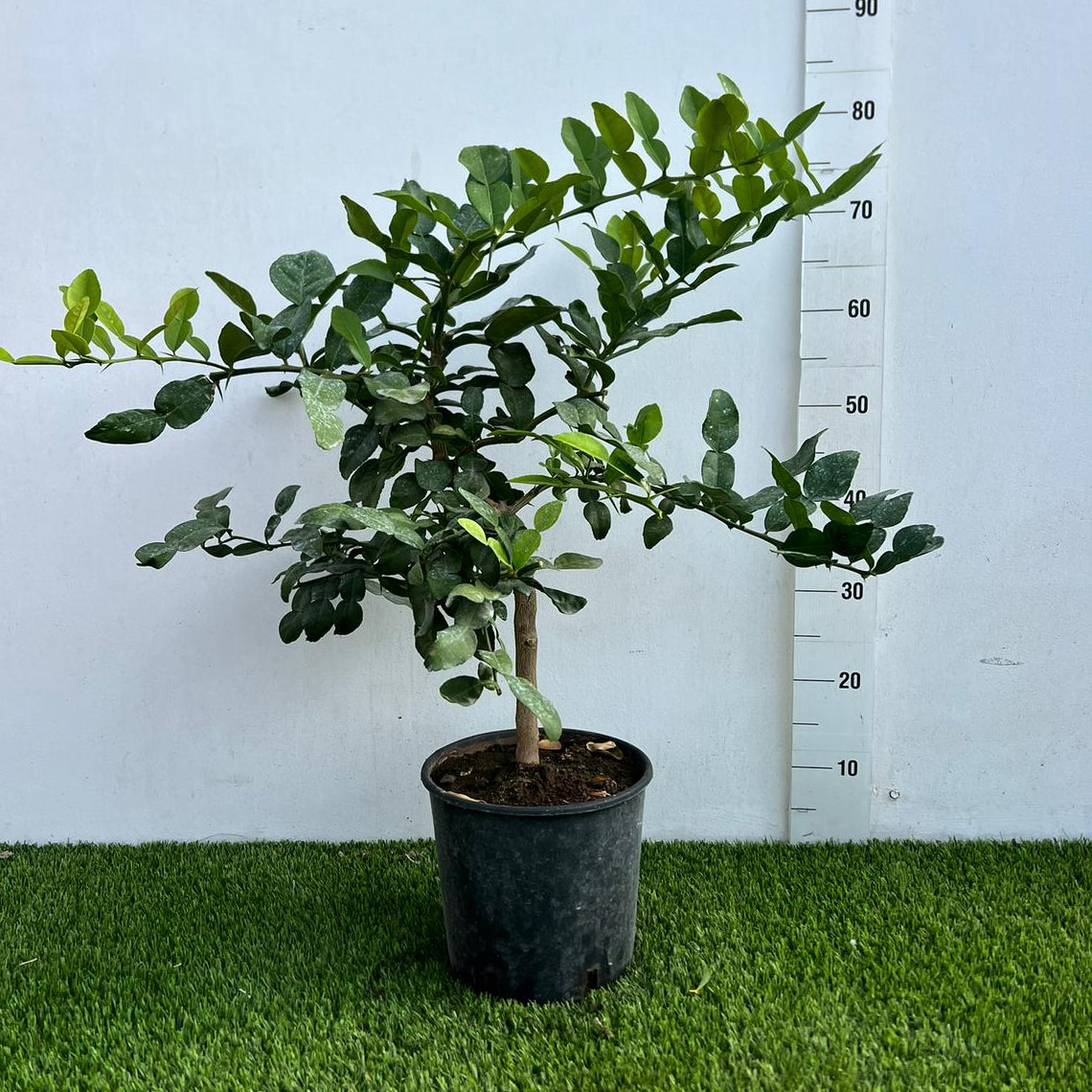 Citrus Ystryx Alberello in Vaso Ø20cm H70cm – Agrume Made in Sicily